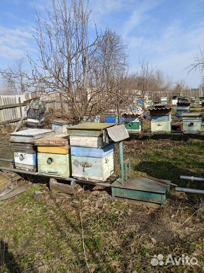 Продам пчел пчелосемьи