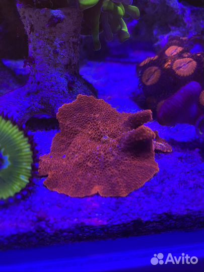 Продам кораллы