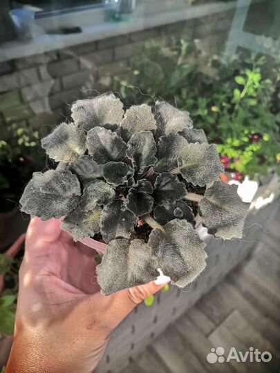 Комнатные растения