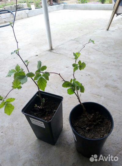 Саженцы ежевики