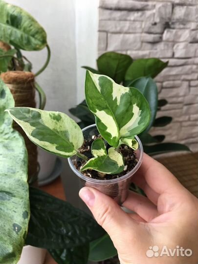 Сциндапсус,Эпипремнум