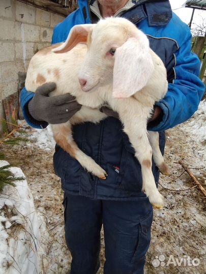 Козлята нубокамори на племя