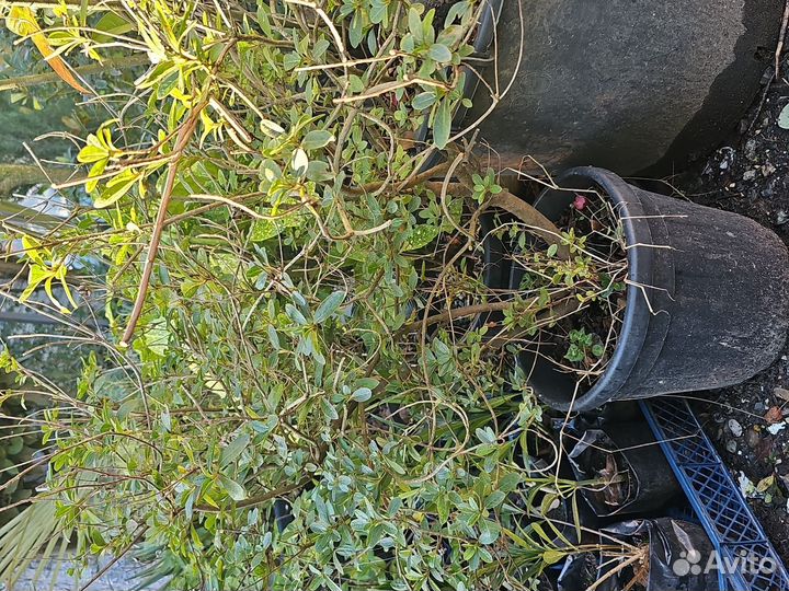 Азалия, рододендрон