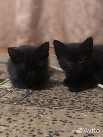 Котята бесплатно