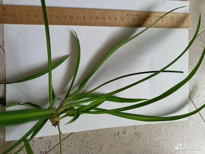 Хлорофитум детка на срез, драцена песня индии