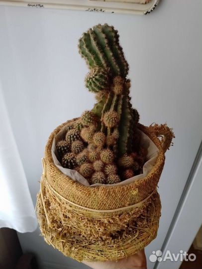 Кактусы и суккуленты