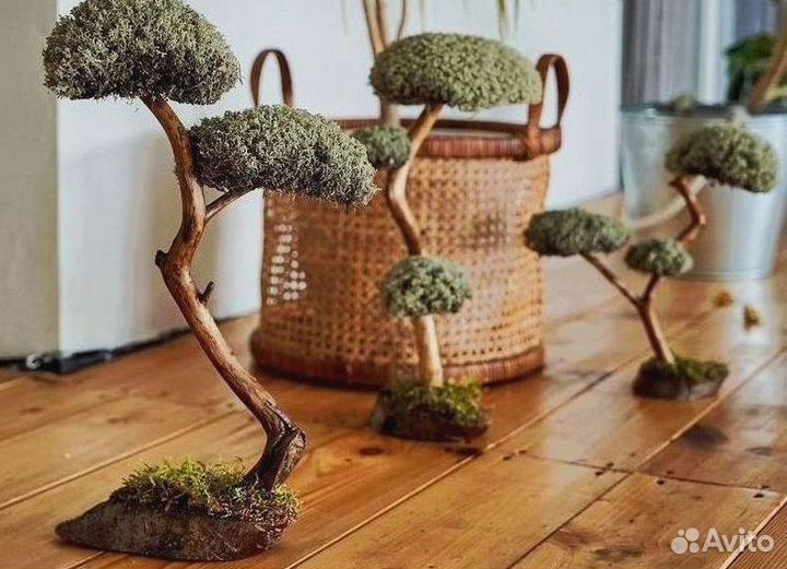 Дерево бонсай из цетрарии ручная работа