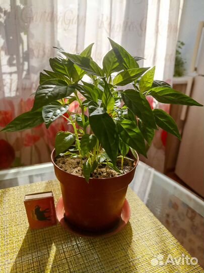 Перец комнатный острый