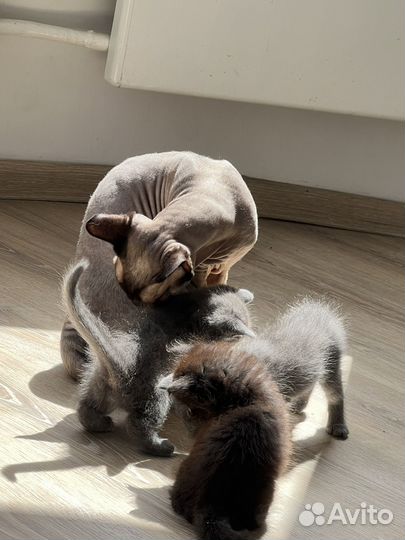 Котятки только в добрые руки