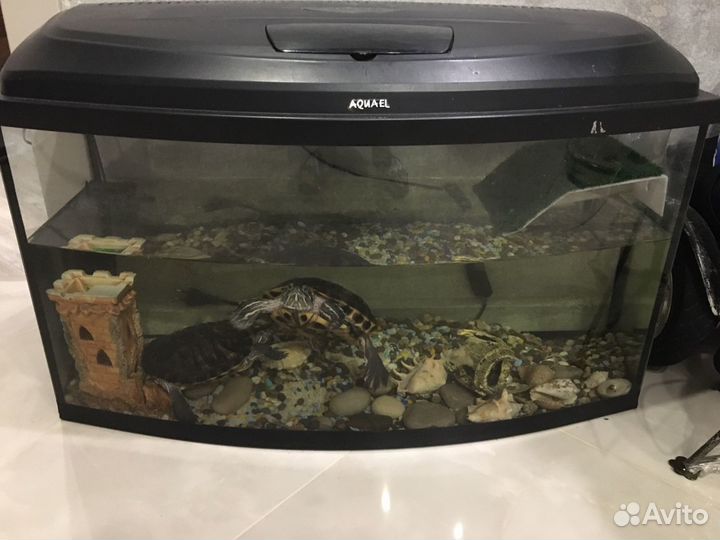 Водные черепахи с аквариумом