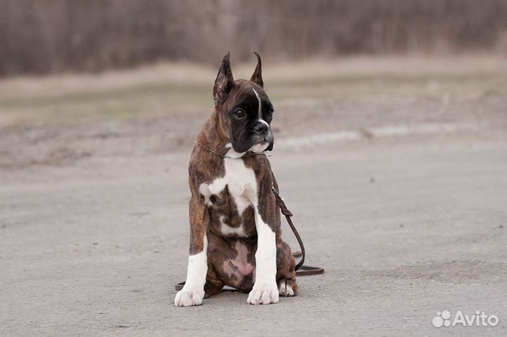 Щенок тигрового боксера. девочка