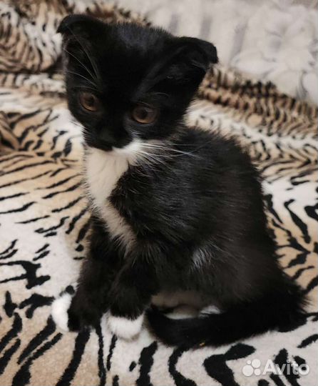 Шотландская вислоухая