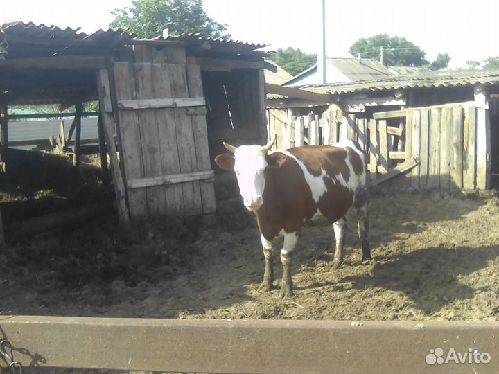 Телки кобылы