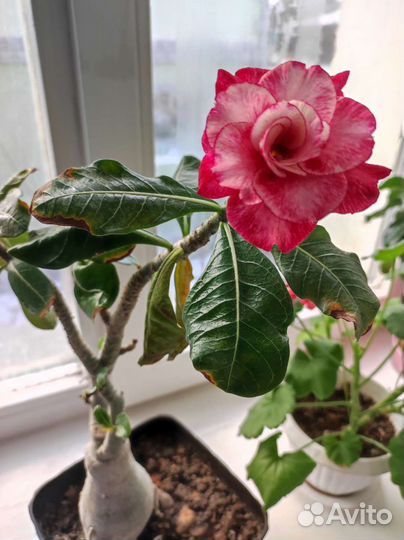 Махровый адениум