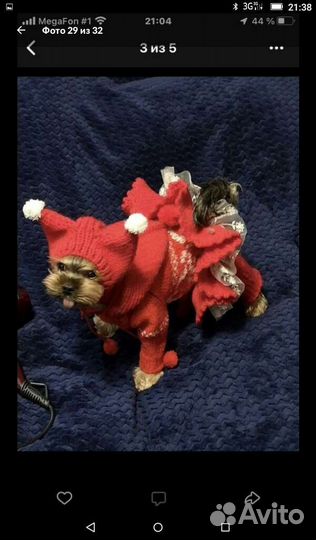 Комбинезон, шапка и шарф на животных мелких пород