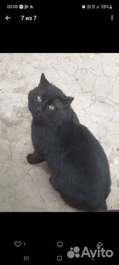 Подарите коту шанс.кот бесплатно