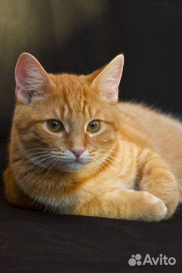 Кот в добрые руки