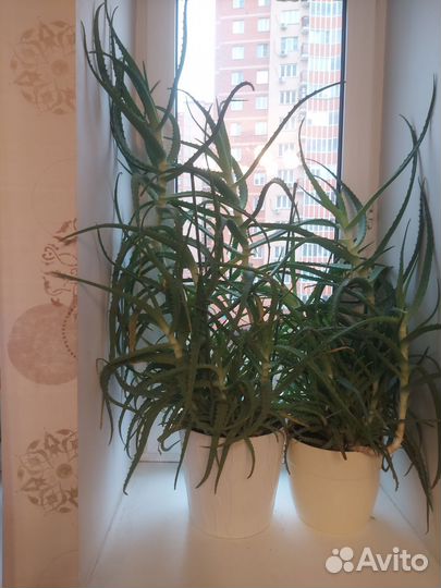 Алоэ 12 лет 100 см