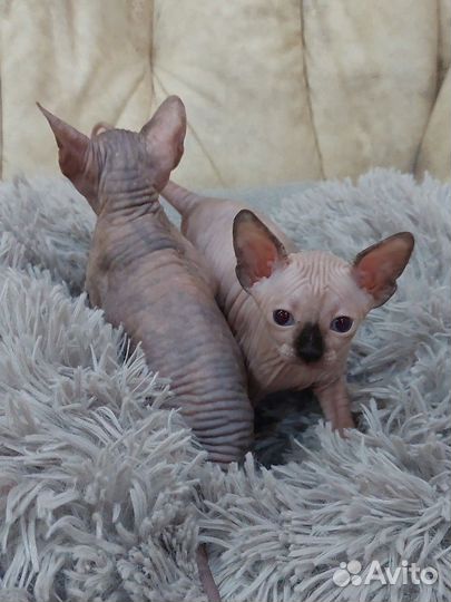 Канадский сфинкс