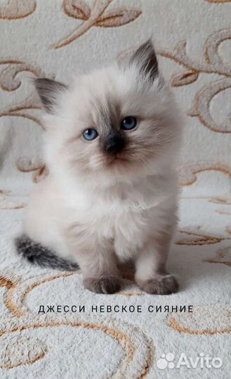 Невские Маскарадные котята. Продаются