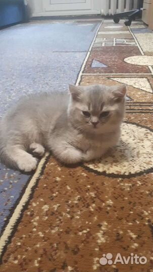 Британские котята