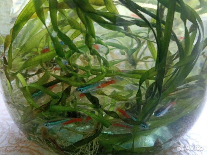 Рыбки неоны