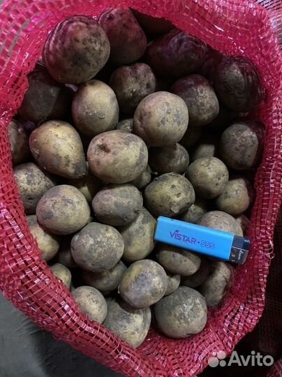 Семенной картофель 20, 30, 40, 50кг