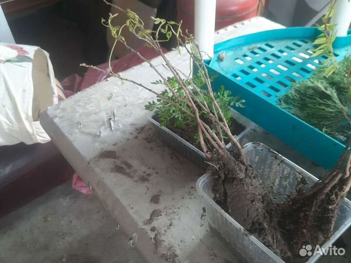 Лиана глициния