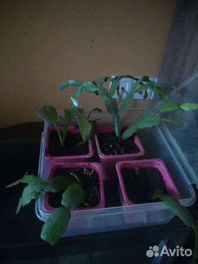 Декабрист укорененный