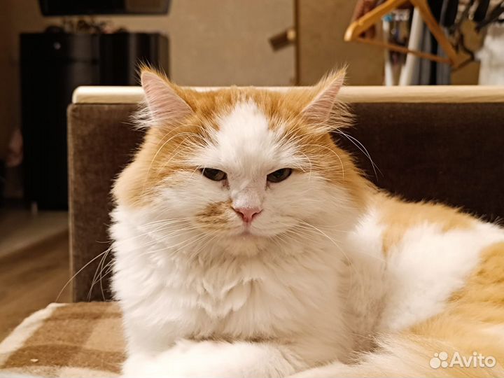 Корм для кошек Inaba Ciao