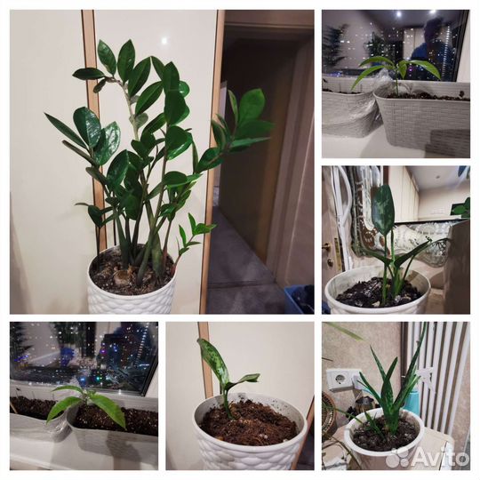 Экзотические комнатные растения