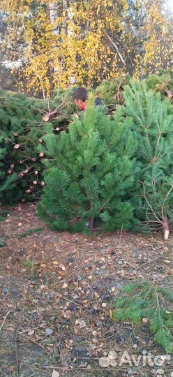 Сосна новогодняя оптом