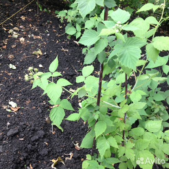 Кустарники