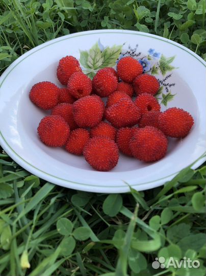 Тибетская малина саженцы