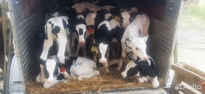 Перевозка лошадей животных скота