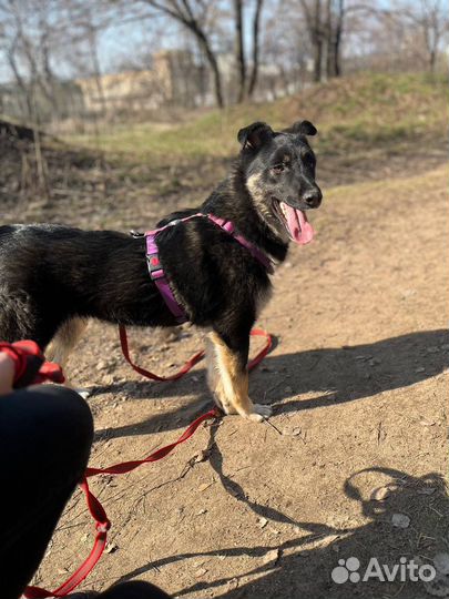 Классная собака ждет своего человека