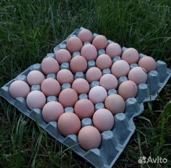 Инкубационные яйца Джерси