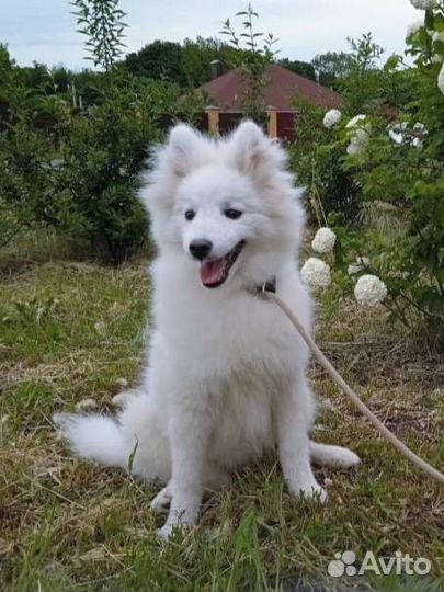 Японский шпиц