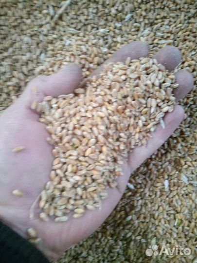 Озимая пшеница