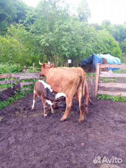 Корова и 2 бычка