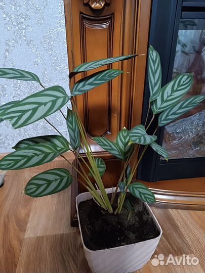 Комнатные растения цветы