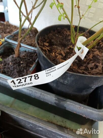 Ива Хакуро Нишики