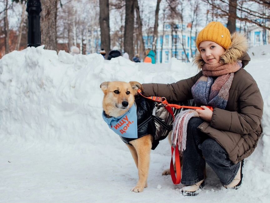 Классная собака в добрые руки. Шиша