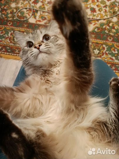 Передержка домашних животных