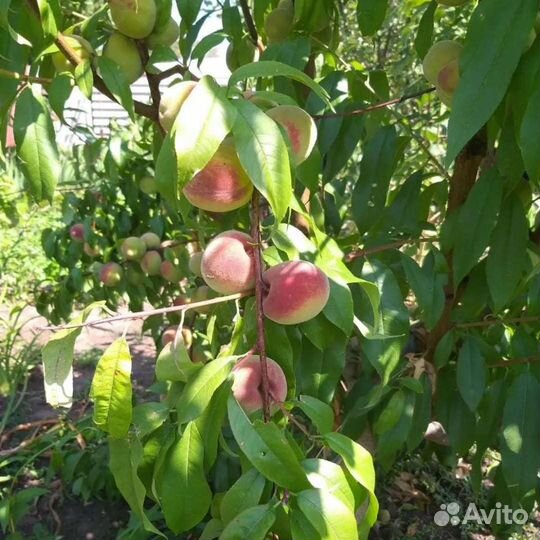 Саженцы персика