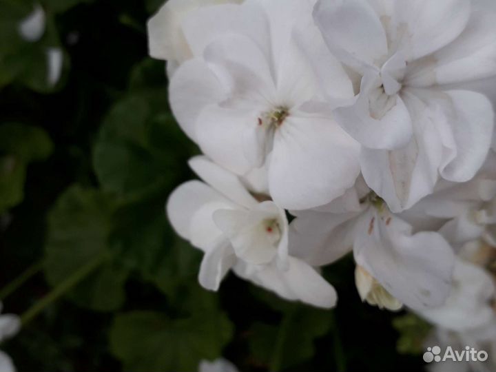 Пеларгония герань