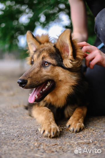 Вивальди-щенок Вивальди ищет дом