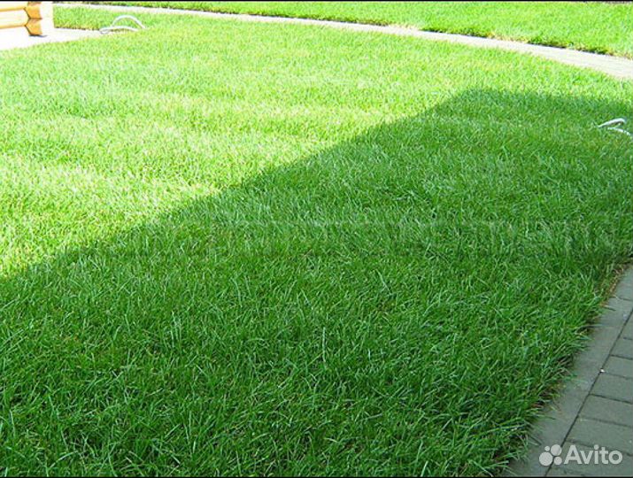 Газон рулонный Элитный