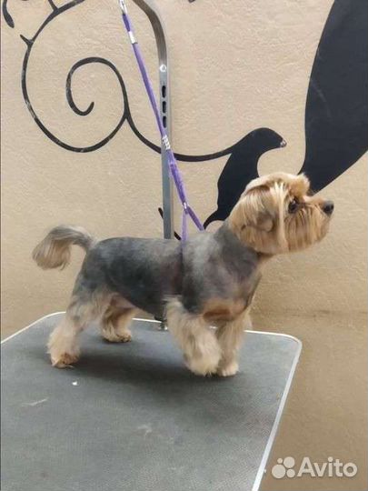 Грумер стрижка собак