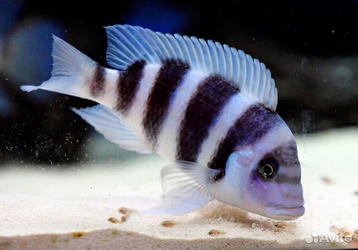 Цифотиляпия фронтоза - Лобастая зебра